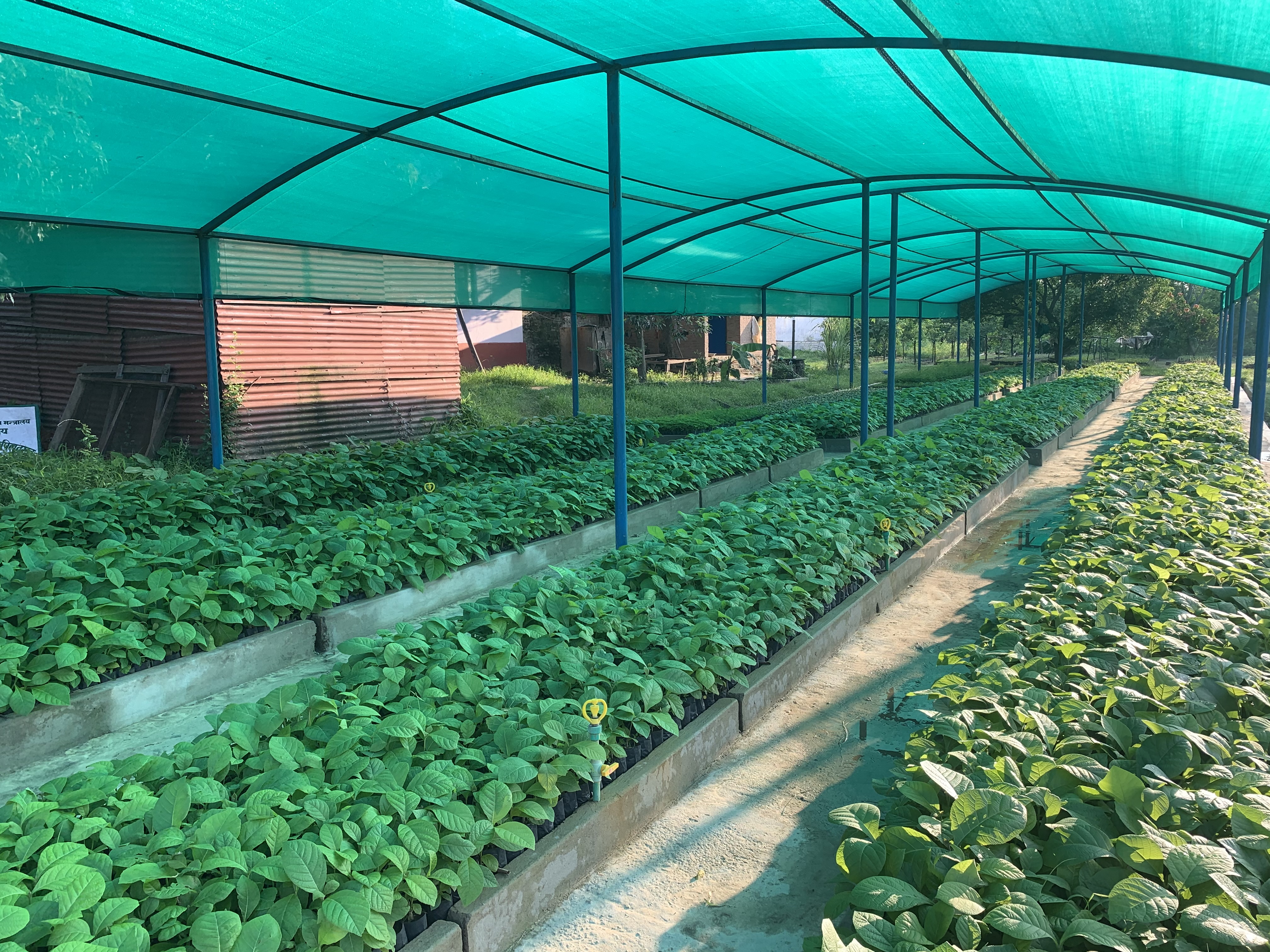 Seedling Production