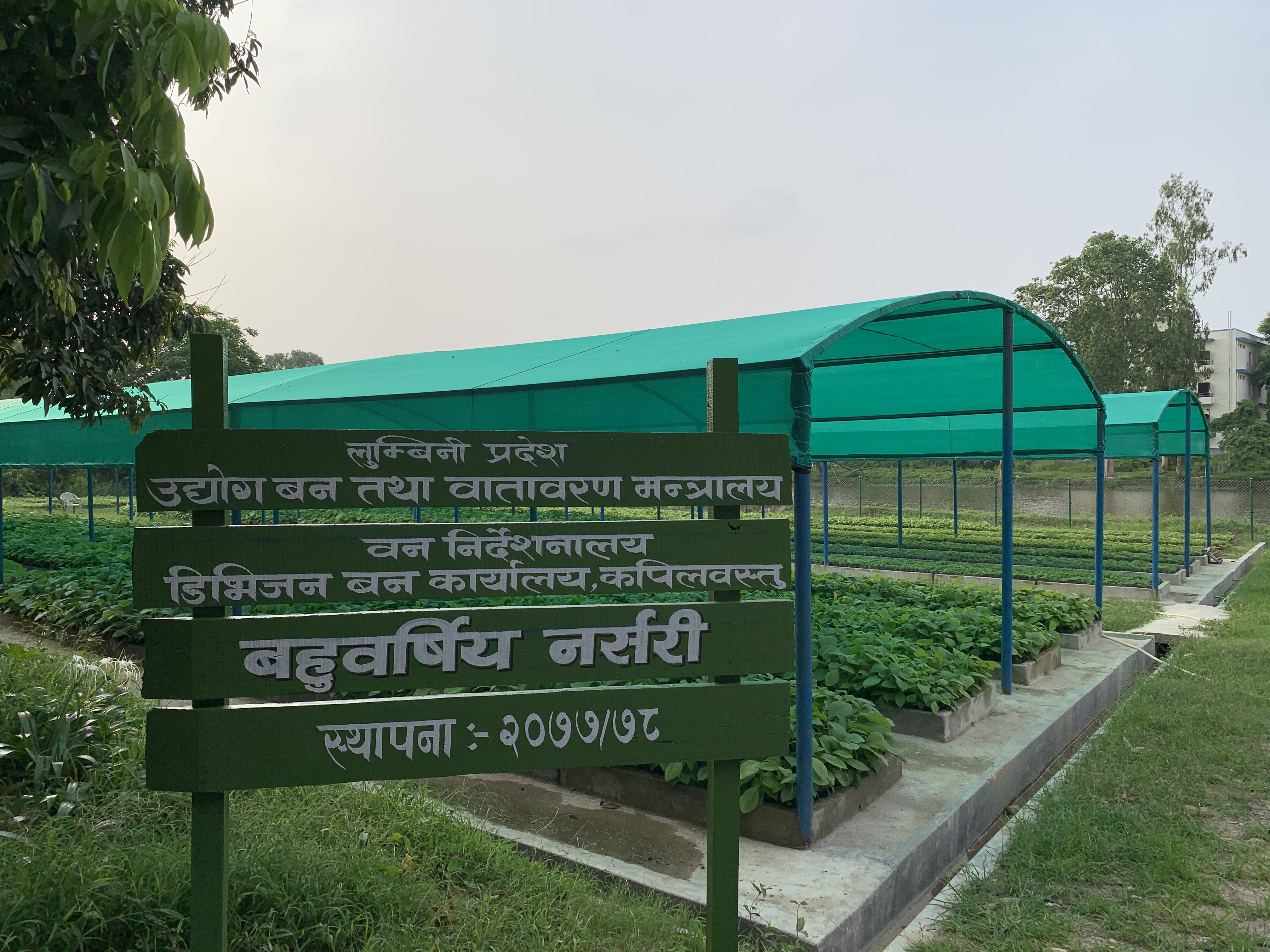 Forest Nursery